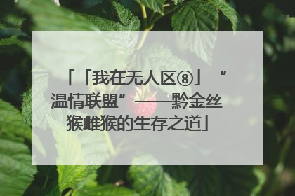 「我在无人区⑧」“温情联盟”——黔金丝猴雌猴的生存之道