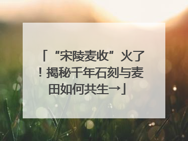 “宋陵麦收”火了！揭秘千年石刻与麦田如何共生→
