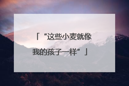 “这些小麦就像我的孩子一样”