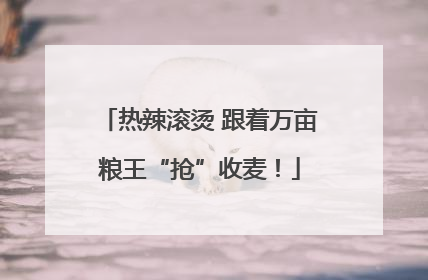 热辣滚烫 跟着万亩粮王“抢”收麦！
