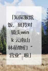 短尾猴炫饭、斑羚对镜头wink 云南山林萌物们“营业”啦