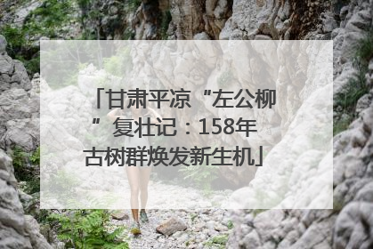 甘肃平凉“左公柳”复壮记：158年古树群焕发新生机