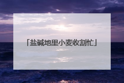 盐碱地里小麦收割忙
