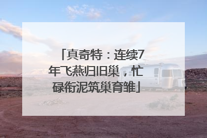 真奇特：连续7年飞燕归旧巢，忙碌衔泥筑巢育雏