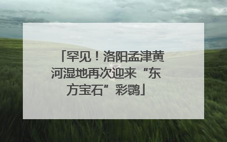 罕见！洛阳孟津黄河湿地再次迎来“东方宝石”彩鹮