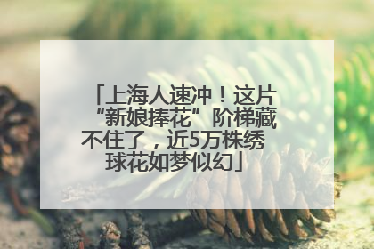 上海人速冲！这片“新娘捧花”阶梯藏不住了，近5万株绣球花如梦似幻