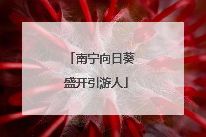 南宁向日葵盛开引游人