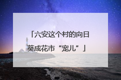 六安这个村的向日葵成花市“宠儿”