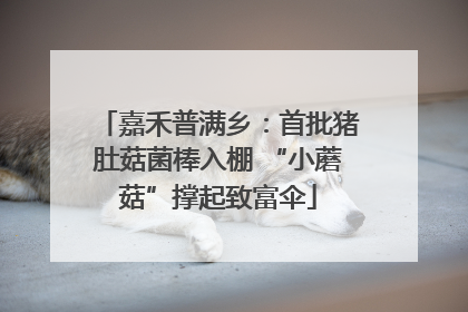 嘉禾普满乡：首批猪肚菇菌棒入棚 “小蘑菇”撑起致富伞