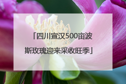 四川宣汉500亩波斯玫瑰迎来采收旺季