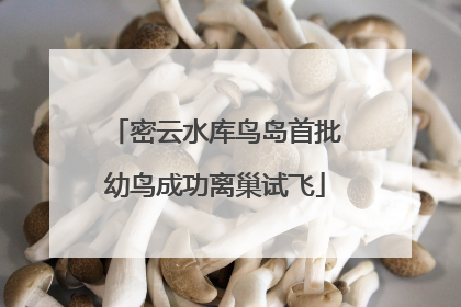 密云水库鸟岛首批幼鸟成功离巢试飞