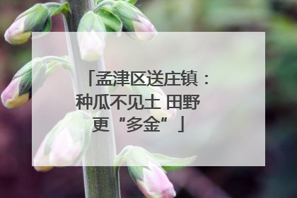 孟津区送庄镇：种瓜不见土 田野更“多金”