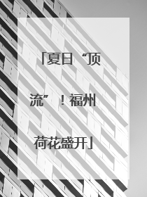 夏日“顶流”！福州荷花盛开