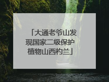 大通老爷山发现国家二级保护植物山西杓兰