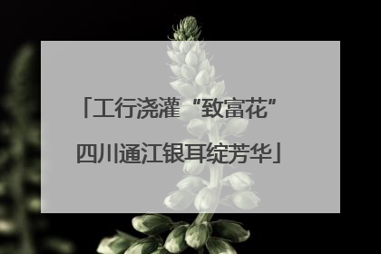 工行浇灌“致富花” 四川通江银耳绽芳华