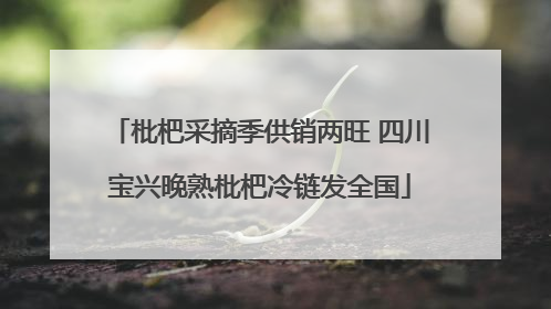 枇杷采摘季供销两旺 四川宝兴晚熟枇杷冷链发全国