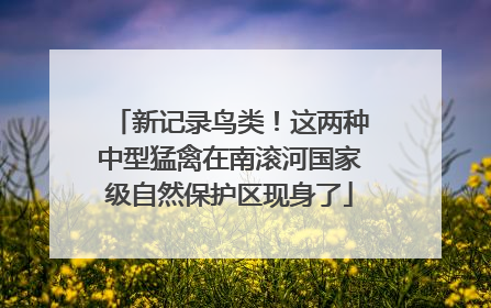 新记录鸟类！这两种中型猛禽在南滚河国家级自然保护区现身了