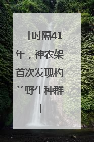 时隔41年，神农架首次发现杓兰野生种群