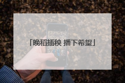 晚稻插秧 播下希望