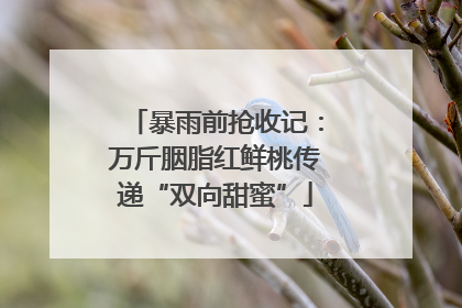 暴雨前抢收记：万斤胭脂红鲜桃传递“双向甜蜜”