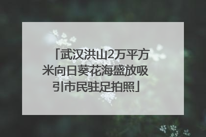 武汉洪山2万平方米向日葵花海盛放吸引市民驻足拍照