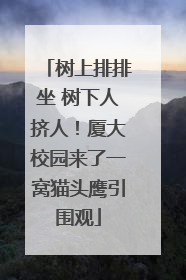 树上排排坐 树下人挤人！厦大校园来了一窝猫头鹰引围观
