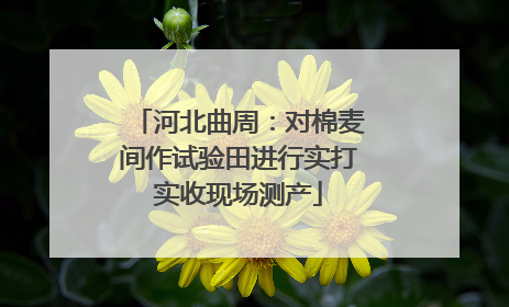 河北曲周：对棉麦间作试验田进行实打实收现场测产