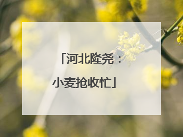 河北隆尧：小麦抢收忙