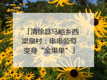 清徐县马峪乡西梁泉村：串串葡萄变身“金果果”