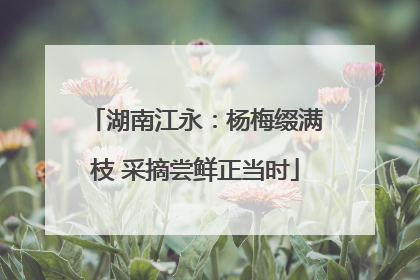 湖南江永：杨梅缀满枝 采摘尝鲜正当时