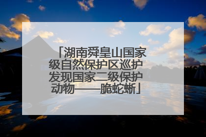 湖南舜皇山国家级自然保护区巡护发现国家二级保护动物——脆蛇蜥
