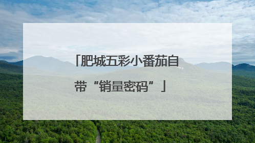 肥城五彩小番茄自带“销量密码”