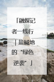 融媒记者一线行｜盐碱地的“绿色逆袭”