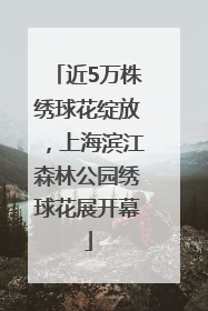 近5万株绣球花绽放，上海滨江森林公园绣球花展开幕