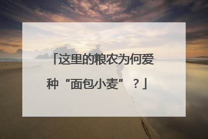 这里的粮农为何爱种“面包小麦”？