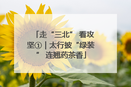 走“三北” 看攻坚①｜太行披“绿装” 连翘药茶香