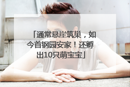 通常悬崖筑巢，如今首钢园安家！还孵出10只萌宝宝