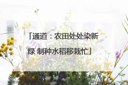 通道：农田处处染新绿 制种水稻移栽忙