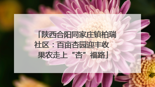 陕西合阳同家庄镇柏瑞社区：百亩杏园迎丰收 果农走上“杏”福路