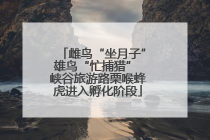 雌鸟“坐月子”雄鸟“忙捕猎” 峡谷旅游路栗喉蜂虎进入孵化阶段