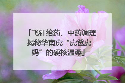 飞针给药、中药调理 揭秘华南虎“虎爸虎妈”的硬核温柔