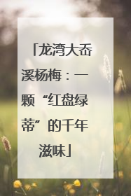 龙湾大岙溪杨梅：一颗“红盘绿蒂”的千年滋味